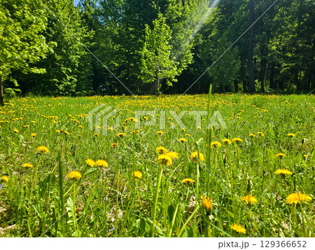 Vast field of bright dandelions under a clear blue sky 129366652