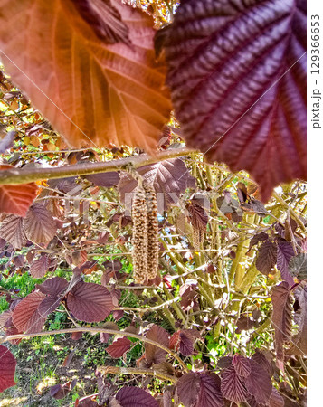 Hazelnut branches in bloom with delicate white flowers in spring 129366653