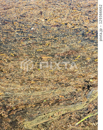 Calm Water Surface Texture in Natural Pond 129366662