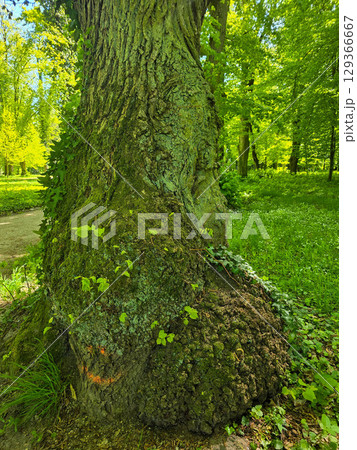 Tree Stump and Bark Texture in Natural Forest Environment Tree Stump and Bark Texture in Natural Forest Environment 129366667