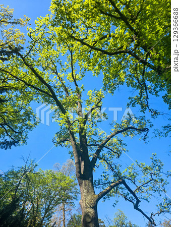 Scenic Park Landscapes on a Sunny Day 129366688