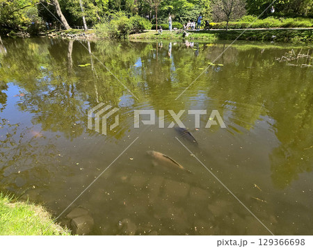 Fish in Clear Pond Water Under Sunlight Fish in Clear Pond Water Under Sunlight 129366698