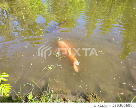 Fish in Clear Pond Water Under Sunlight Fish in Clear Pond Water Under Sunlight 129366699