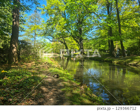 Wild Ducks on a Pond in Natural Habitat Wild Ducks on a Pond in Natural Habitat 129366712