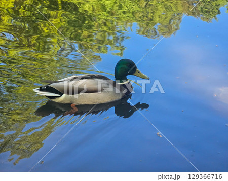 Wild Ducks on a Pond in Natural Habitat 129366716