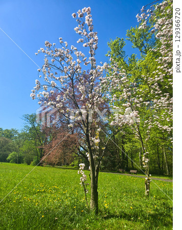Spring Tree Blossoms in Full Bloom Spring Tree Blossoms in Full Bloom 129366720
