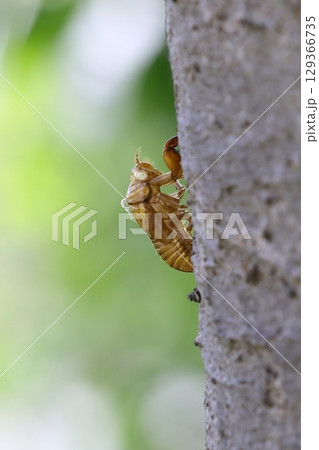 セミの抜け殻　 129366735