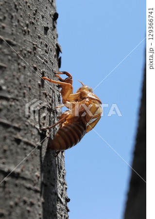 セミの抜け殻　 129366741