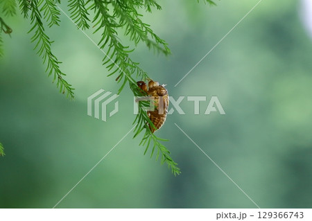 セミの抜け殻　 129366743