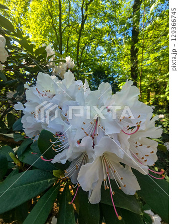 Blooming Spring Garden with Vibrant Flowers 129366745