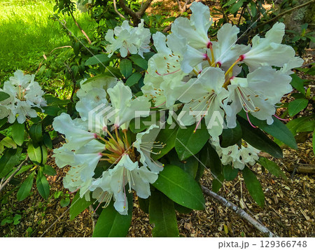 Blooming Spring Garden with Vibrant Flowers 129366748