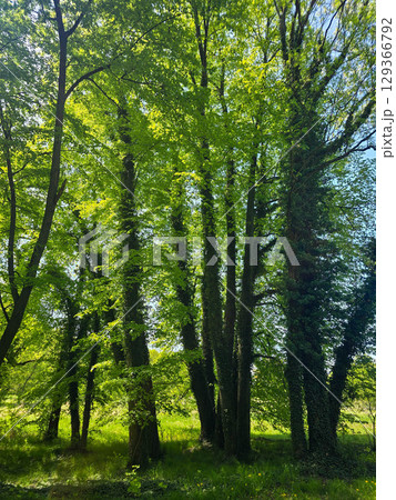 Mystical Forest Trees in Atmospheric Light Mystical Forest Trees in Atmospheric Light 129366792