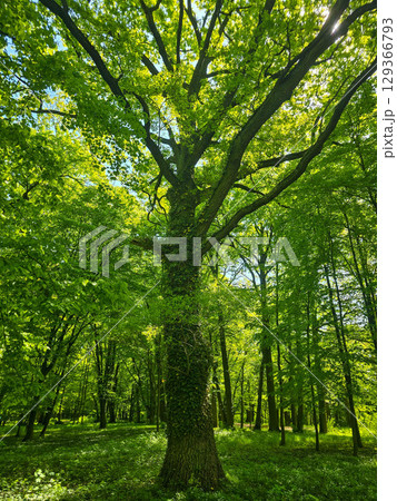 Mystical Forest Trees in Atmospheric Light Mystical Forest Trees in Atmospheric Light 129366793