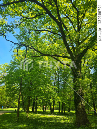 Mystical Forest Trees in Atmospheric Light Mystical Forest Trees in Atmospheric Light 129366794