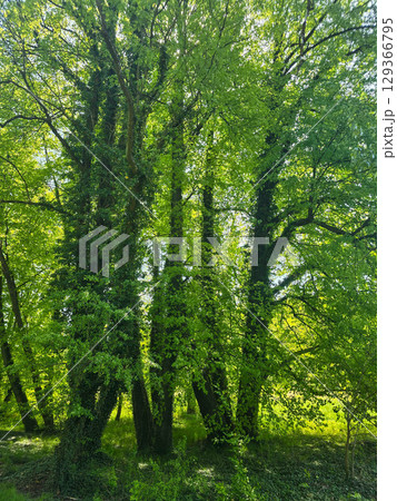 Mystical Forest Trees in Atmospheric Light 129366795