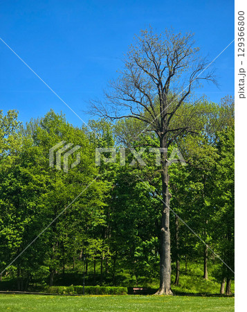 Mystical Forest Trees in Atmospheric Light Mystical Forest Trees in Atmospheric Light 129366800