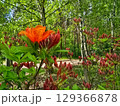 Flourishing Flowers in Botanical Garden 129366878