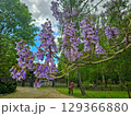Flourishing Flowers in Botanical Garden 129366880