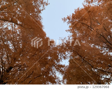 紅葉したメタセコイアの大木 129367068