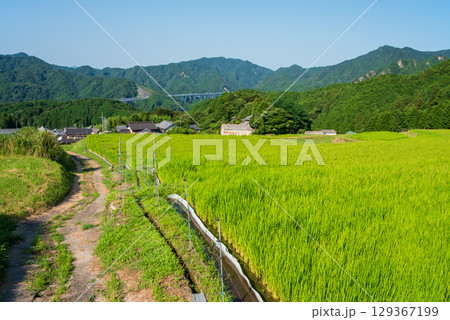 《農村風景》夏の坂本棚田（三重県 亀山市） 129367199
