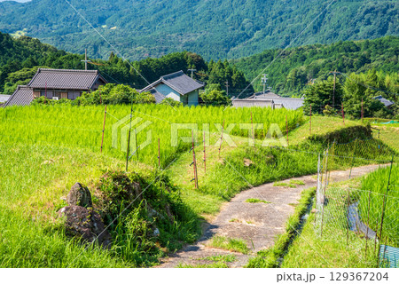 《農村風景》夏の坂本棚田（三重県 亀山市） 129367204