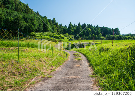 《夏の農村風景》坂本棚田（三重県 亀山市） 129367206