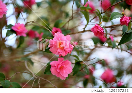 可愛い ピンクのツバキの花 可愛い ピンクのツバキの花 129367231