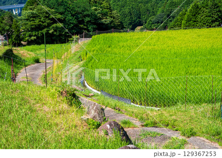 《夏の農村風景》坂本棚田（三重県 亀山市） 129367253