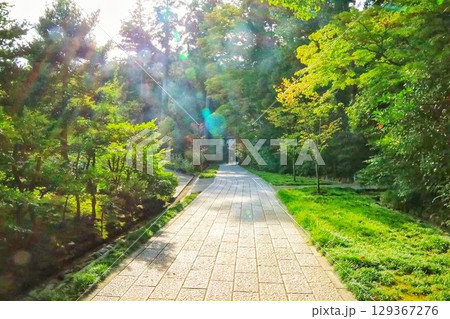 雨上がりの朝の木漏れ日に照らされる遊歩道 129367276