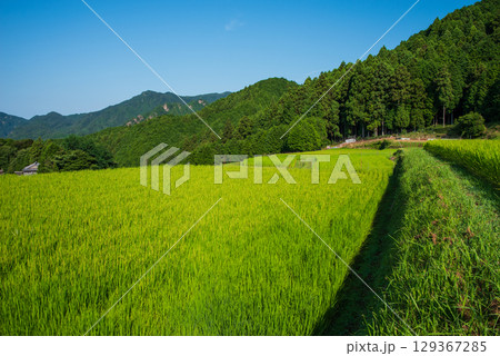 【夏の水田風景】坂本棚田（三重県 亀山市） 129367285