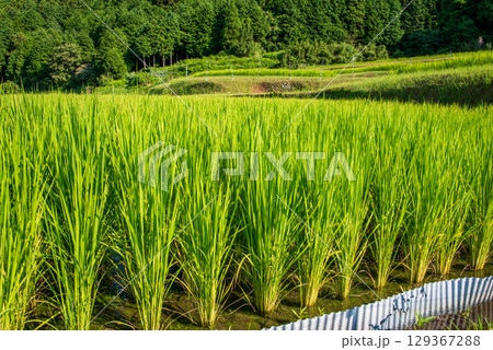 【夏の水田風景】坂本棚田（三重県 亀山市） 129367288