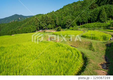 【夏の水田風景】坂本棚田（三重県 亀山市） 129367289