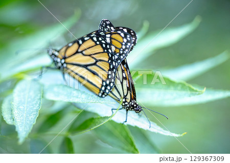 Mating Behavior of Endangered Monarch Butterflies on Green Foliage. Mating Behavior of Endangered Monarch Butterflies on Green Foliage. 129367309