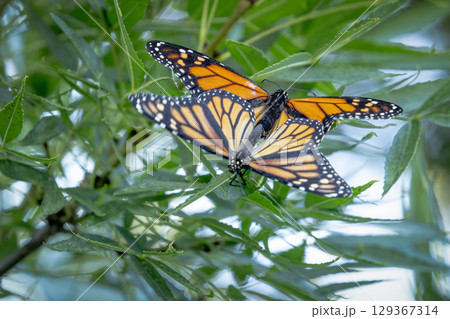 Mating Behavior of Endangered Monarch Butterflies on Green Foliage. Mating Behavior of Endangered Monarch Butterflies on Green Foliage. 129367314