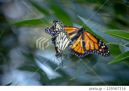 Mating Behavior of Endangered Monarch Butterflies on Green Foliage. 129367316
