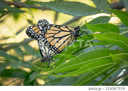 Mating Behavior of Endangered Monarch Butterflies on Green Foliage. 129367319