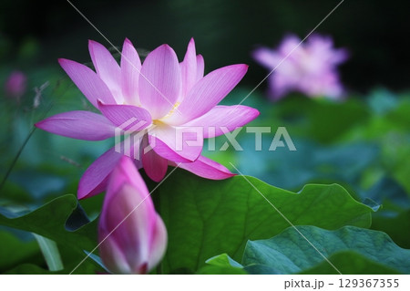 蓮の花のある風景 129367355