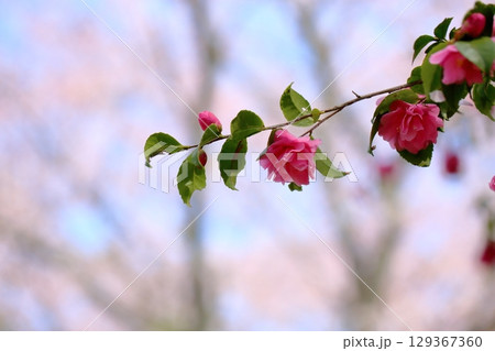 可愛い ピンクのツバキの花 可愛い ピンクのツバキの花 129367360