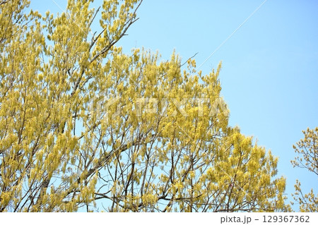 爽やか　クヌギの花穂 129367362