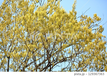 爽やか　クヌギの花穂 129367363