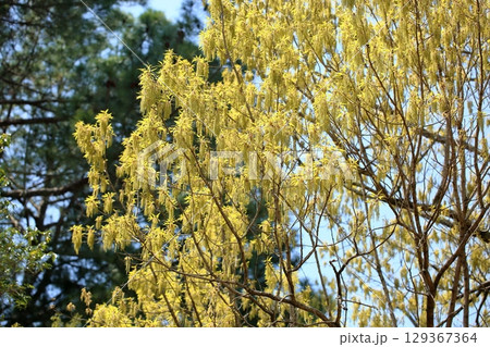 爽やか　クヌギの花穂 129367364