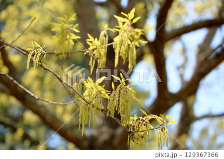 爽やか クヌギの花穂 爽やか クヌギの花穂 129367366
