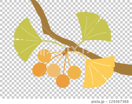 銀杏の木の枝になるギンナンと銀杏の葉の秋のイラスト 銀杏の木の枝になるギンナンと銀杏の葉の秋のイラスト 129367368