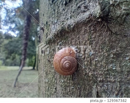 木にいたカタツムリ 129367382