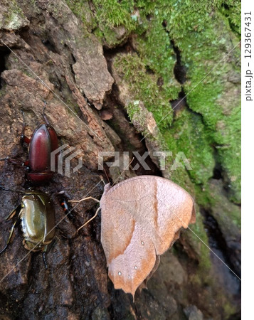樹液に集まる虫たち 樹液に集まる虫たち 129367431