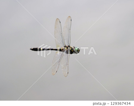 水面を飛ぶオオヤマトンボ 水面を飛ぶオオヤマトンボ 129367434