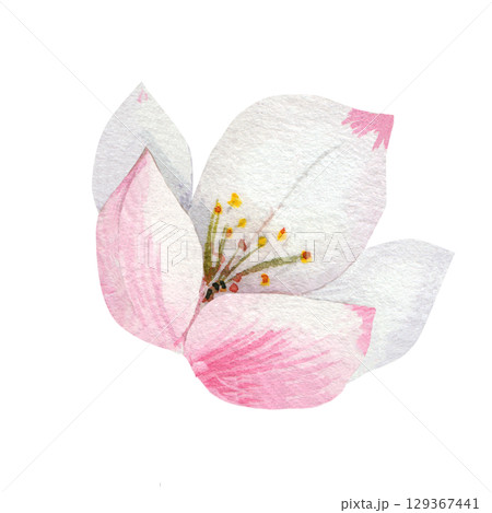 Apple blossom. A close up of the species. Botanical watercolor illustration in delicate pastel colors. Element of nature for wedding card design. White background 129367441
