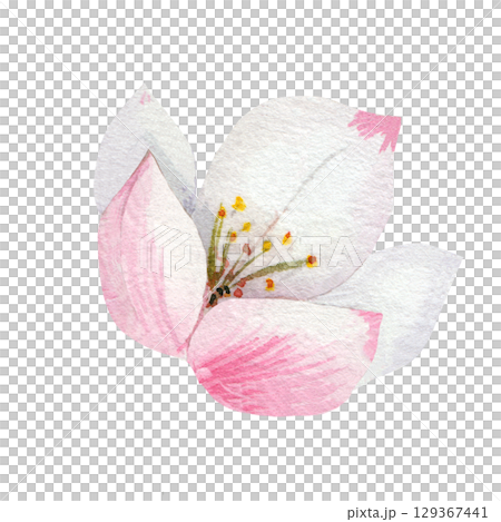 Apple blossom. A close up of the species. Botanical watercolor illustration in delicate pastel colors. Element of nature for wedding card design. White background 129367441
