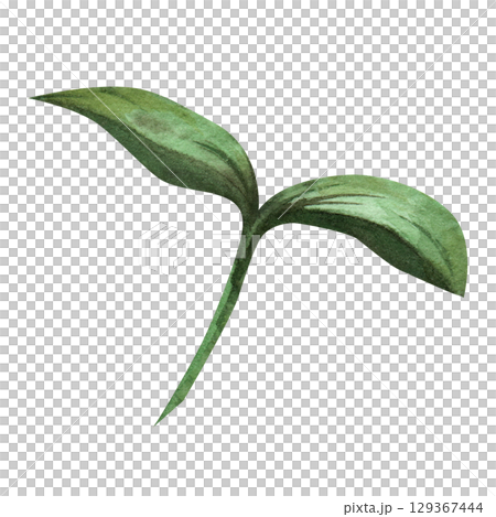 Green sprout, seedling, plant seedling. Botanical watercolor illustration of a bush or tree seedling, flower. Garden and vegetable garden theme, clip art, white background 129367444