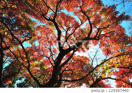 秋の空に映える紅葉 129367460